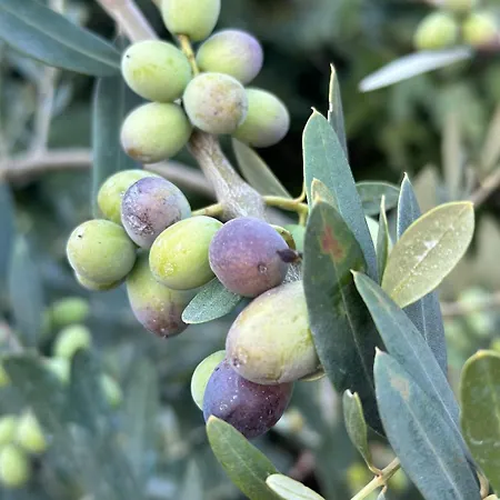 Fragrances Of Istria - The Olives - On The Sea Of Stoia 아파트 풀라